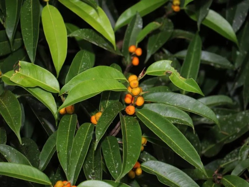 Banánlevelű füge - Ficus maclellandii, Ficus maclellandii, fagyérzékeny, gyümölcs